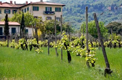 Tuscany Stock Photos