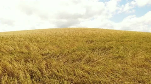 Tuscany scenario Stock Footage 135529075