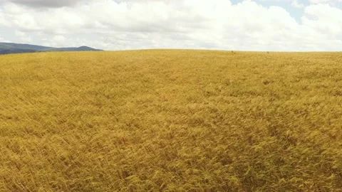 Tuscany scenario Stock Footage 135529315