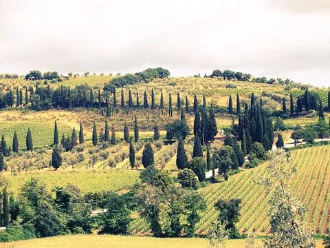 Tuscany in summer 스톡 사진