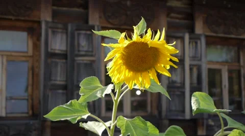 Tuscany sunflowers Vidéo 54236405