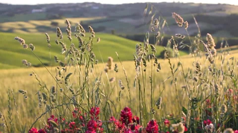 Tuscany sunset landscape Stock Footage 39676823