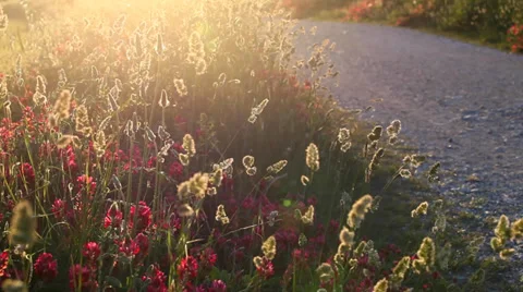 Tuscany sunset landscape Stock Footage 39677288