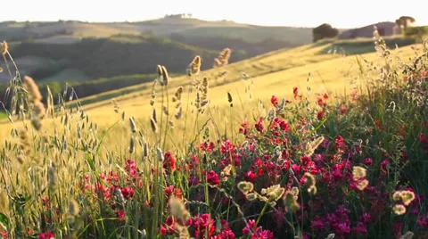 Tuscany sunset landscape Stock Footage 39677334