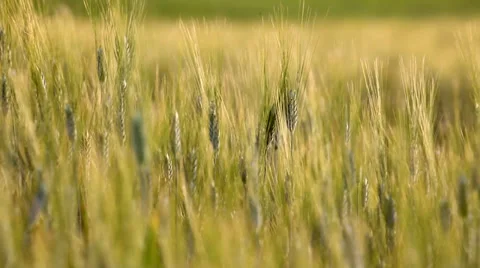 Tuscany sunset landscape Stock Footage 39677384