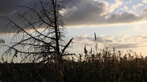 Tuscany sunset landscape Stock Footage 39677894