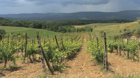 Tuscany vineyard with bare ground Video stock 5090277