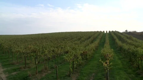 Tuscany Vineyard Stock-Footage 286820