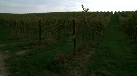 Tuscany Vineyard Stock-Footage 286856