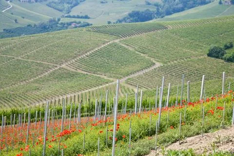 Tuscany vineyard Foto stock