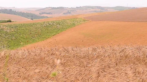 Tuscany wheat field Video stock 94997423
