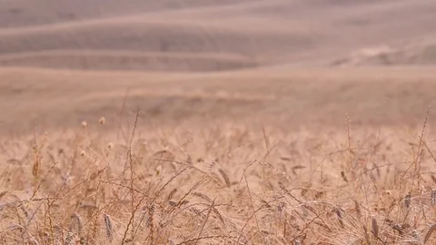 Tuscany wheat field Video stock 94997500