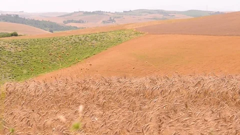 Tuscany wheat field 스톡 동영상 95227499