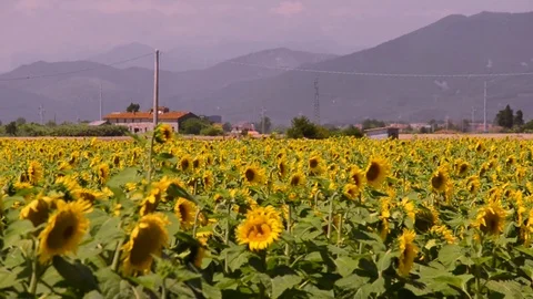 Tuscany wheat field Stock-Footage 95227535