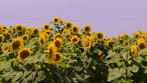 Tuscany wheat field 스톡 동영상 95227585