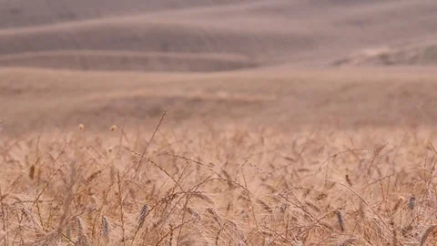 Tuscany wheat field 스톡 동영상 95227643