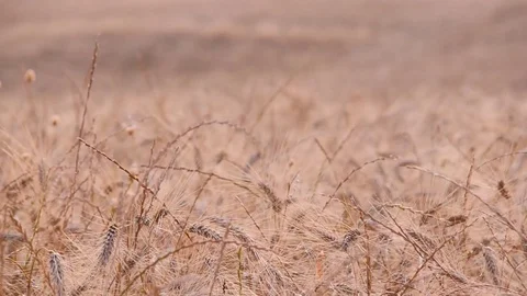Tuscany wheat field 스톡 동영상 95227682