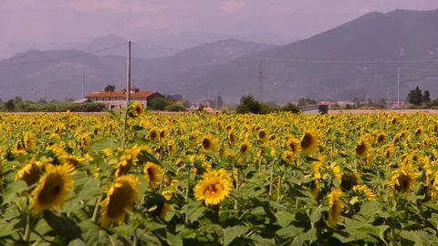 Tuscany wheat field 스톡 동영상 95410138