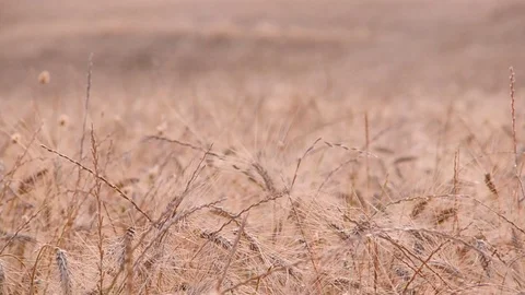 Tuscany wheat field 스톡 동영상 95410202
