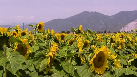 Tuscany wheat field 스톡 동영상 95569191