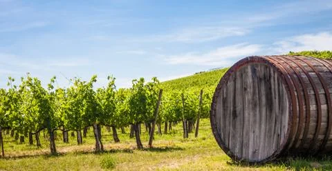 Tuscany wineyard Foto stock