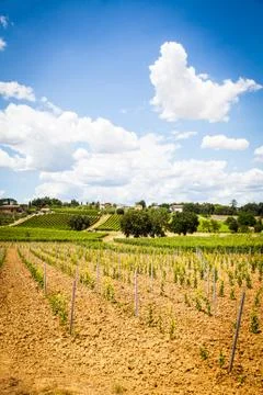 Tuscany wineyard Stock Photos