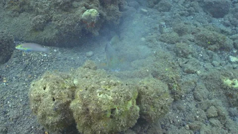 Tusk fish using a stone to break open food Stock Footage 148337837