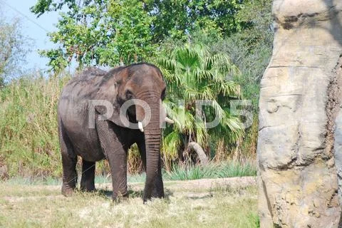 A tusked bull elephant roaming in an open field Stock Photos