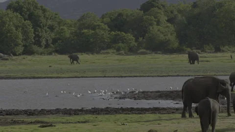 Tusker  is chasing female Stock Footage 292835678