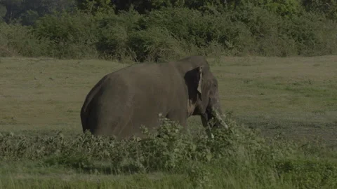 Tusker  is chasing female1 Stock Footage 292840027