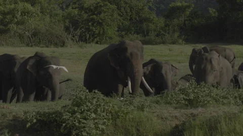 Tusker  is chasing female2 Stock Footage 292840132