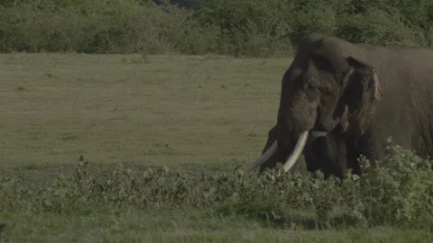 Tusker  is chasing female3 Stock Footage 292843410