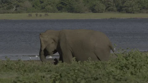 Tusker  is chasing female4 Stock Footage 292842778