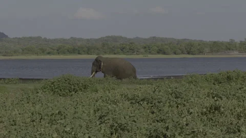 Tusker  is chasing female5 Stock Footage 292883569