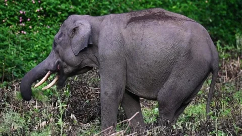 Tusker itching itself with the help of grass in Bandipur national park Stock Footage 283896158