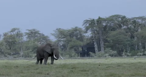 Tusker at Oltukai Vídeo Stock 330595507