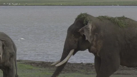 Tusker roming around Stock Footage 292883411