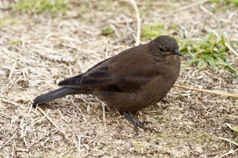 Tussac bird Stock-Fotos