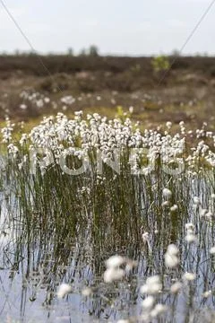 Tussock cottongrass - bog pond Stock Photos