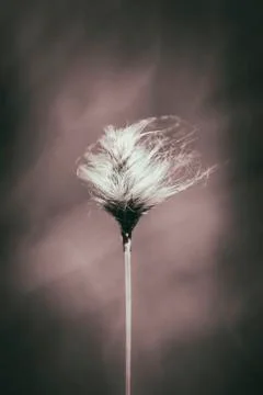 Tussock cottongrass 库存照片