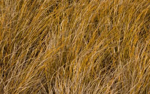 Tussock grass Stock Photos