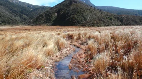Tussock Grass Walker Stock Footage 47427564