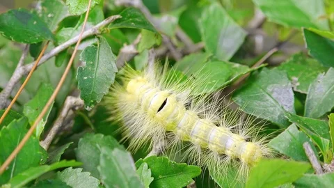 Tussock Moth caterpillar. Exotic creature in its natural habitat Stock-Footage 98800514