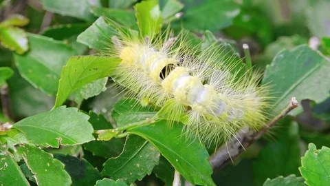 Tussock Moth caterpillar. Exotic creature in its natural habitat Stock Footage 98800544