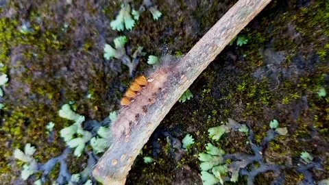 Tussock Moth Caterpillar Walking on Fallen Twig – Macro Nature Footage Stock Footage 321505833