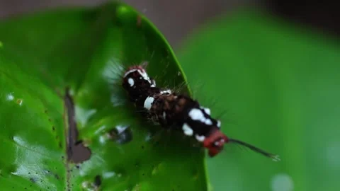 Tussock moths caterpillars Stock Footage 300760944