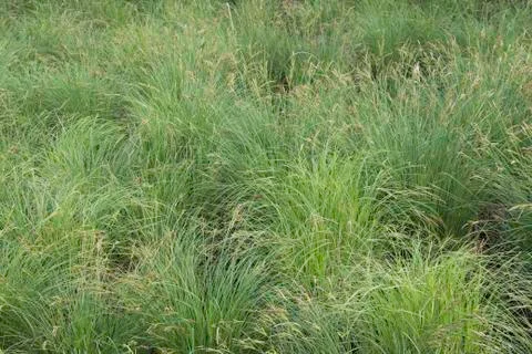 Tussock Sedge Stock Photos