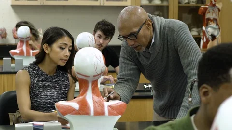 Tutor teaching students using anatomical model. 動画素材 88015317