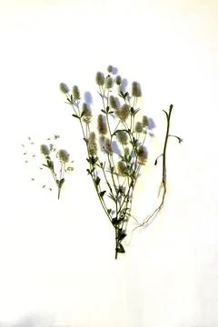 Tutorial. Grass Clover plowed, field, with flowers. Foto stock