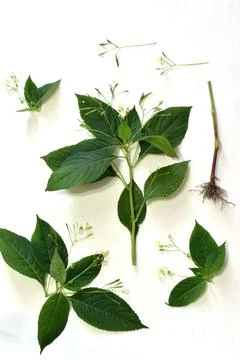 Tutorial. Grass Impatiens small-flowered with flowers. Stock Photos